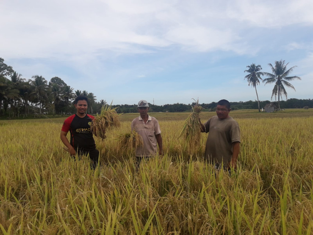 Hasil Padi Merupakan Sebagai Sumber Perhasilan Utama Masyarakat Gampong Paya Lumpat